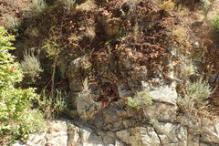 Dudleya viscida