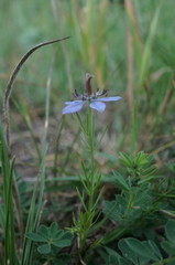 Nigella segetalis