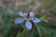Nigella segetalis