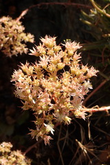 Dudleya viscida