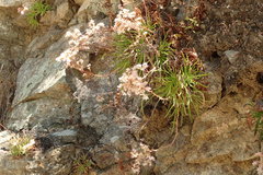 Dudleya viscida