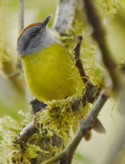 Myiothlypis coronata