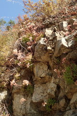 Dudleya viscida