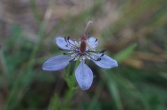 Nigella segetalis