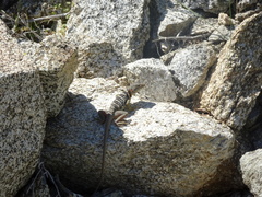 Crotaphytus vestigium