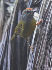 Myiothlypis coronata