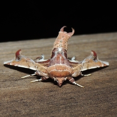 Eutelia pulcherrimus