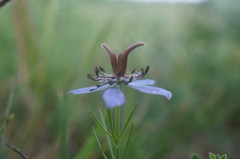Nigella segetalis