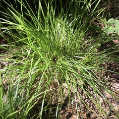 Carex jamesii