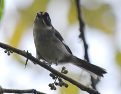 Atlapetes leucopterus