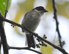 Atlapetes leucopterus
