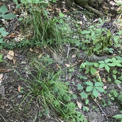 Carex debilis rudgei