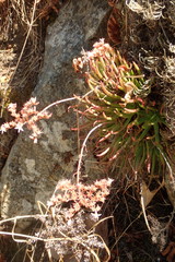 Dudleya viscida