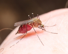 Aedes canadensis canadensis