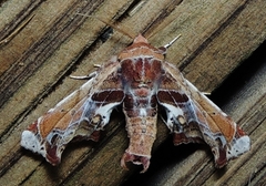 Eutelia pulcherrimus