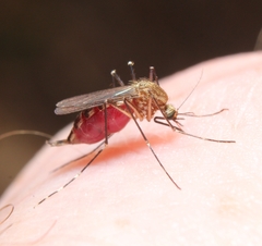 Aedes canadensis canadensis
