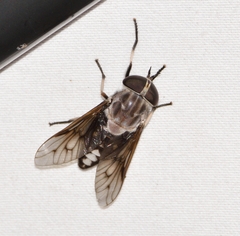 Tabanus trimaculatus