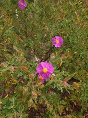 Cistus