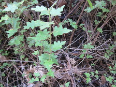 Chorilaena quercifolia