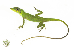 Anolis punctatus