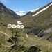 Mount Cook Lily - Photo (c) Jamie McEwan, some rights reserved (CC BY-NC)