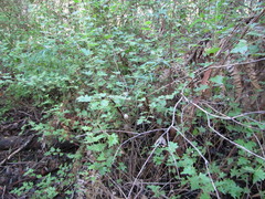 Chorilaena quercifolia