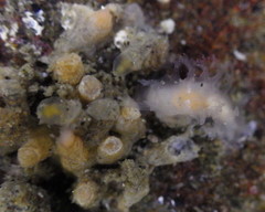 Tritonicula myrakeenae