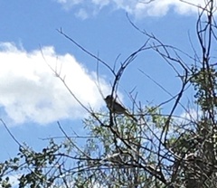 Zonotrichia leucophrys