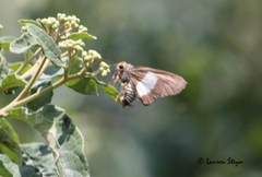 Coeliades forestan forestan