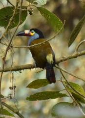 Andigena laminirostris