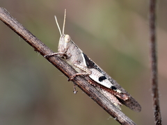 Stenocatantops angustifrons