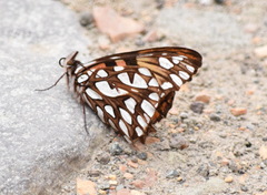 Dione glycera