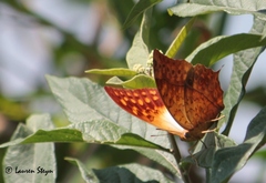 Charaxes varanes vologeses