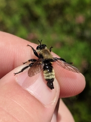 Laphria posticata