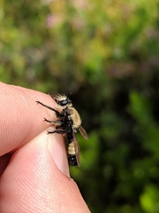 Laphria posticata