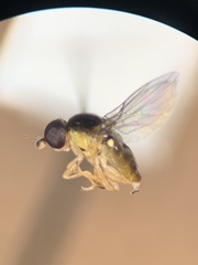 Chlorops