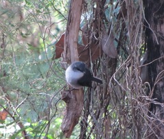 Eopsaltria georgiana