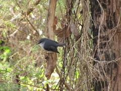 Eopsaltria georgiana