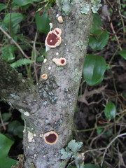 Scytinostroma artocreas