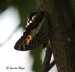 Charaxes castor flavifasciatus