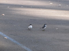 Eopsaltria georgiana