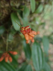 Bulbophyllum albociliatum