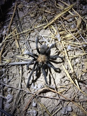 Aphonopelma anax