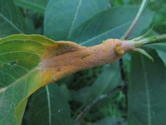 Puccinia seymouriana