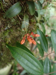 Bulbophyllum albociliatum