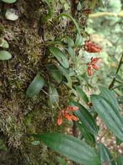 Bulbophyllum albociliatum