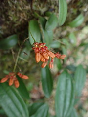 Bulbophyllum albociliatum