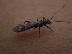 Zapada