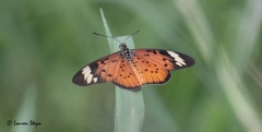 Acraea encedon encedon