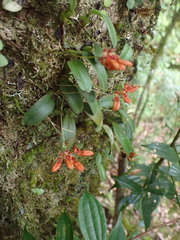 Bulbophyllum albociliatum